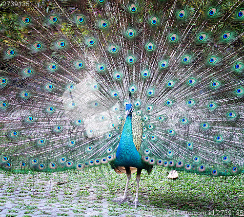 Image of peacock