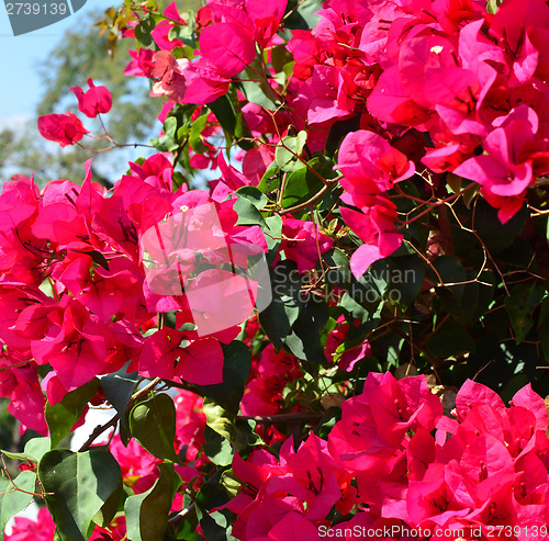 Image of bougainvillea flowers