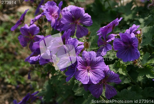 Image of geranium cranesbill called gravetye