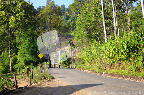 Image of road in jungle