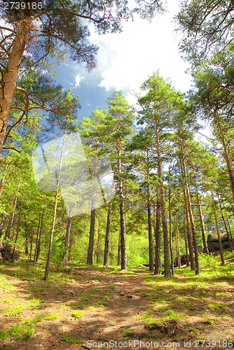 Image of pine forest