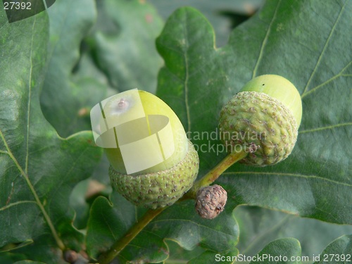 Image of Young acorns