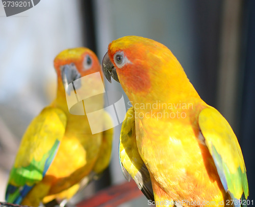 Image of two parrots