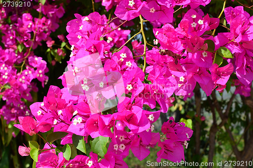 Image of bougainvillea flowers