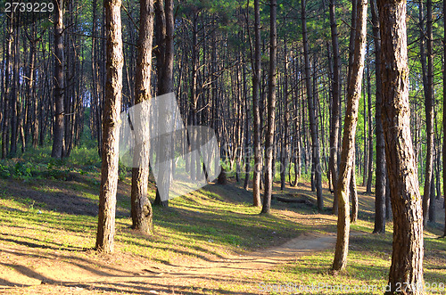 Image of Coniferous forest 