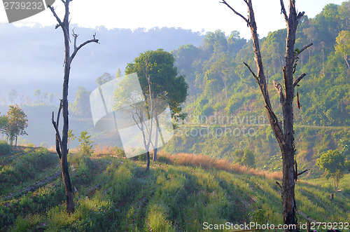Image of morning