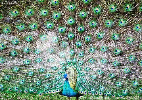 Image of peacock