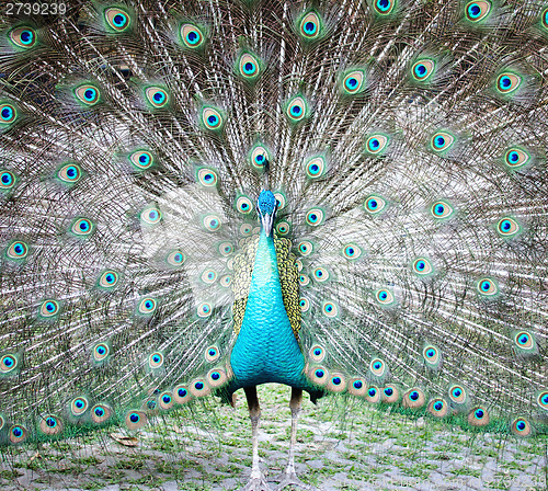 Image of peacock