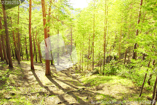 Image of coniferous forest