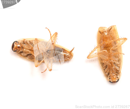 Image of dead cockroaches