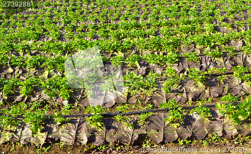 Image of strawberry plantation