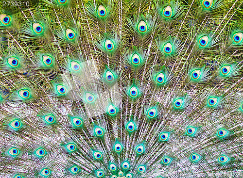 Image of peacock tail