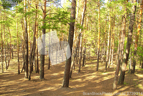 Image of pine forest