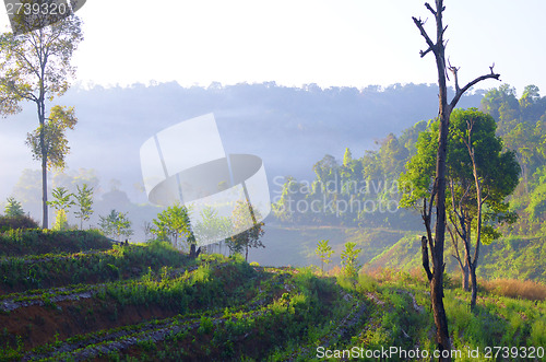 Image of morning
