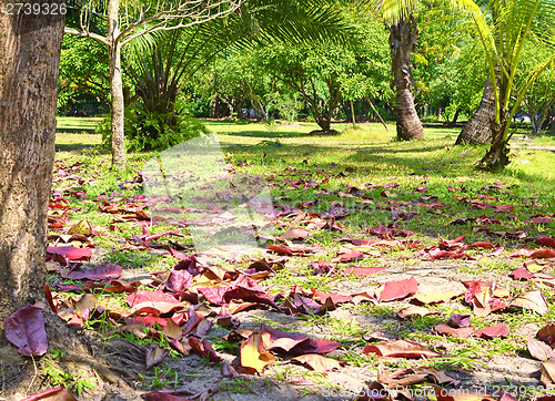 Image of garden