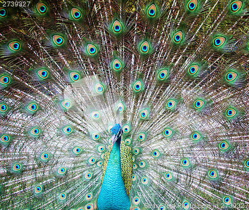 Image of peacock