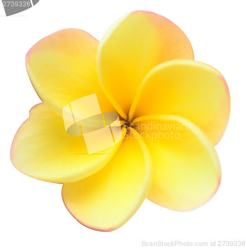 Image of frangipani