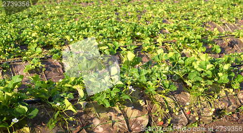 Image of strawberry plantation