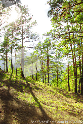Image of pine forest
