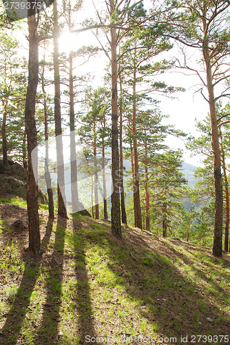 Image of Coniferous forest