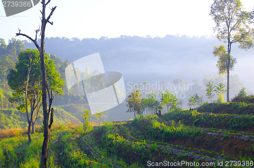 Image of morning