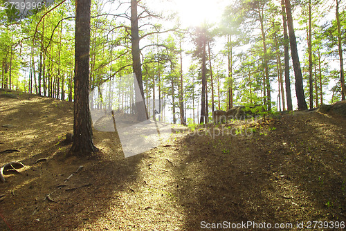 Image of pine forest