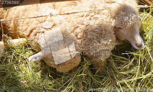 Image of sheeps