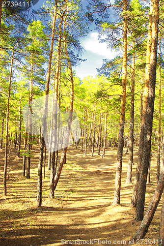 Image of pine forest