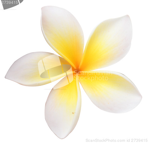 Image of frangipani