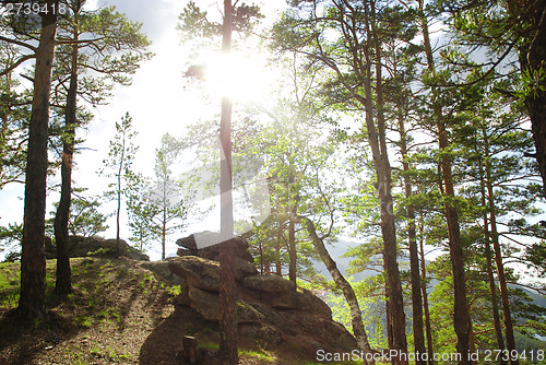 Image of Coniferous forest