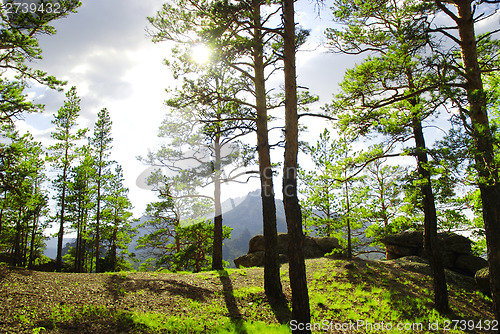 Image of Coniferous forest