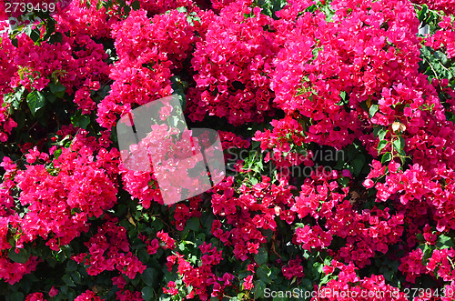 Image of bougainvillea flowers