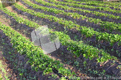 Image of strawberry plantation