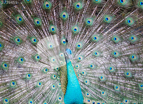 Image of peacock