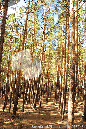 Image of pine forest