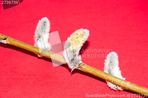 Image of Willow sprigs to bloom for Easter