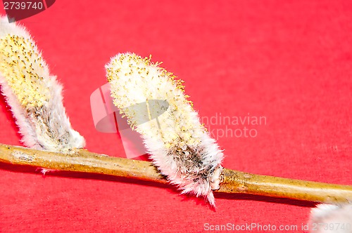 Image of Willow sprigs to bloom for Easter