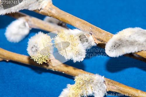 Image of Willow sprigs to bloom for Easter