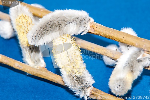 Image of Willow sprigs to bloom for Easter