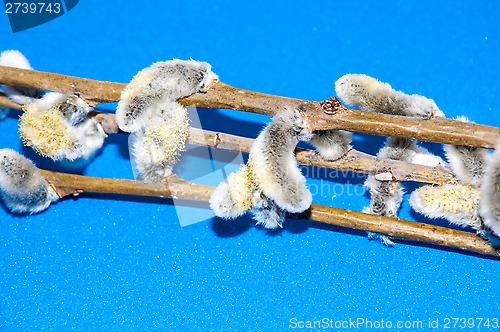 Image of Willow sprigs to bloom for Easter