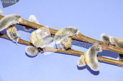 Image of Willow sprigs to bloom for Easter