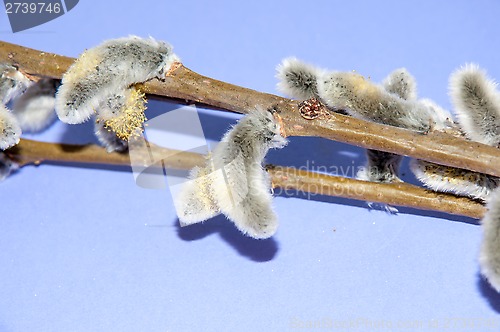 Image of Willow sprigs to bloom for Easter