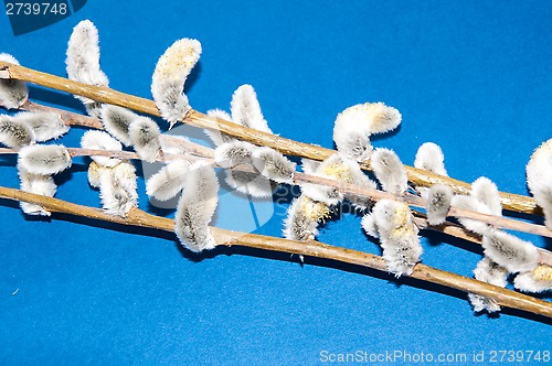 Image of Willow sprigs to bloom for Easter