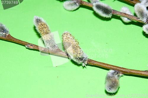 Image of Willow sprigs to bloom for Easter