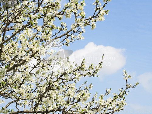 Image of Cherry blossoms