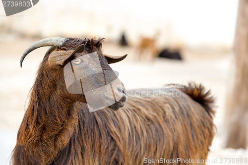 Image of Oman goat