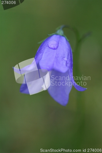 Image of Blue bell