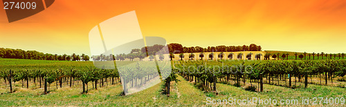 Image of Vineyard Panorama Sunset