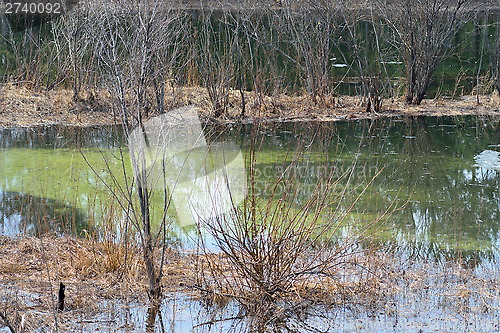 Image of Wetland forest