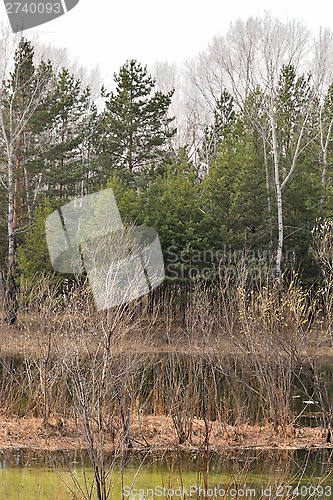 Image of Wetland forest